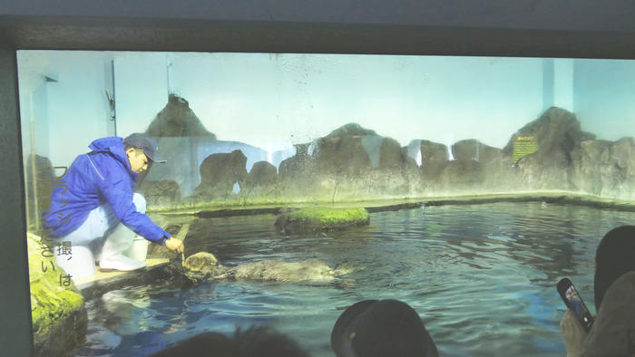 【石川県】リニューアルした「のとじま水族館」の見どころをまとめました！