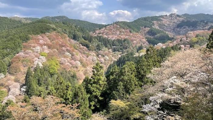 奇跡の光景！吉野山をピンクに染め上げる山桜、来年までに知っておきたい絶景スポット