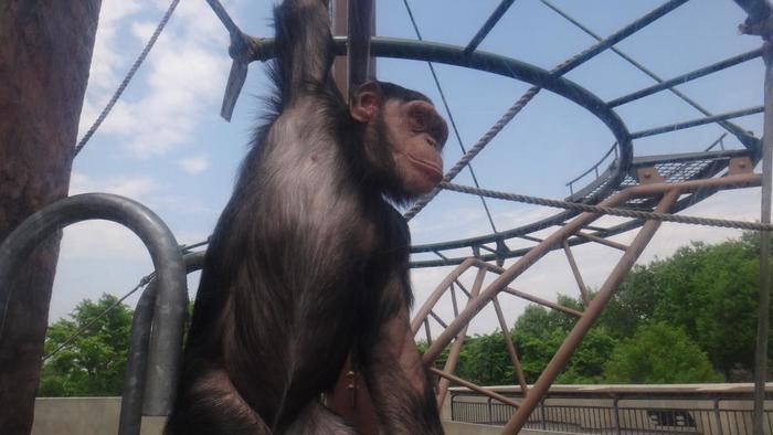 【北海道・旭川】「旭山動物園」の見どころを人気別に徹底解説！もぐもぐタイムは必見！