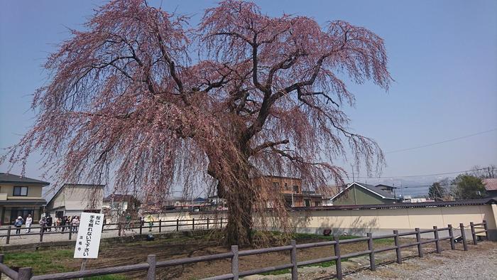 北海道の函館・松前　絶景の桜とお城を求めて＾＾