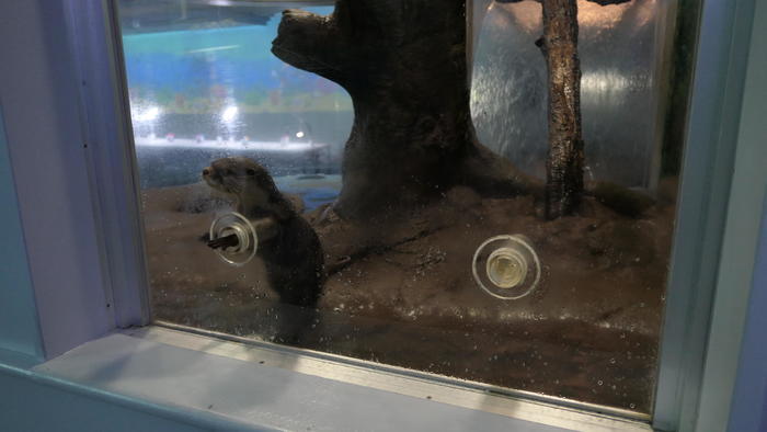 【石川県】リニューアルした「のとじま水族館」の見どころをまとめました！