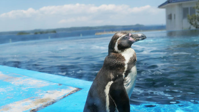 【石川県】リニューアルした「のとじま水族館」の見どころをまとめました！