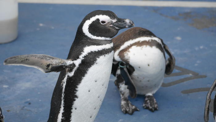 【石川県】リニューアルした「のとじま水族館」の見どころをまとめました！