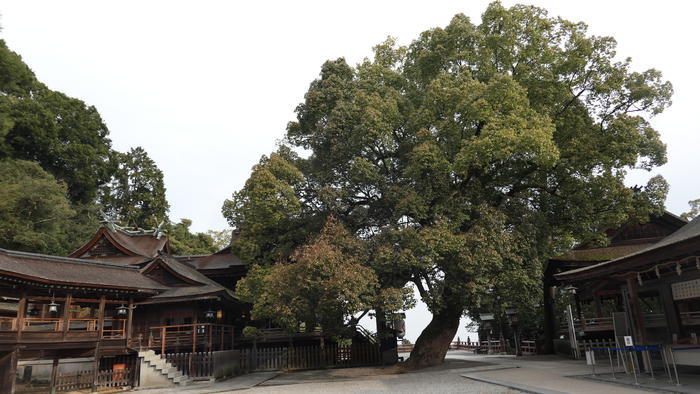 【香川県】金刀比羅宮の参道～本宮～奥社の見どころ・ご利益・アクセス方法・お土産情報などを徹底取材