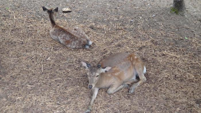 【北海道・旭川】「旭山動物園」の見どころを人気別に徹底解説！もぐもぐタイムは必見！