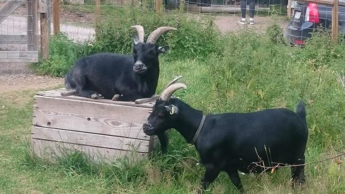 【スウェーデン】可愛い動物たちと美しい自然に触れる!人気の農園カフェ♬