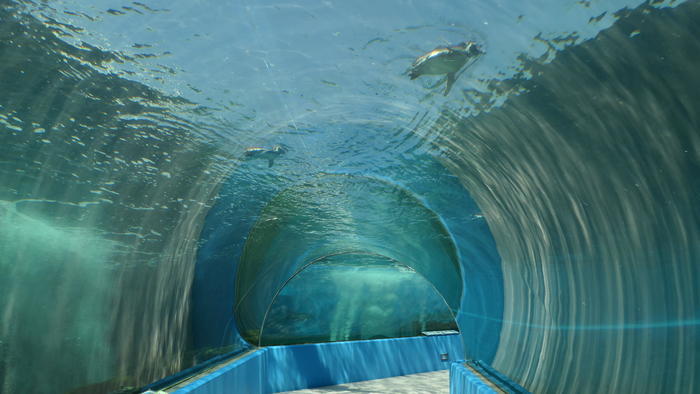 【石川県】リニューアルした「のとじま水族館」の見どころをまとめました！