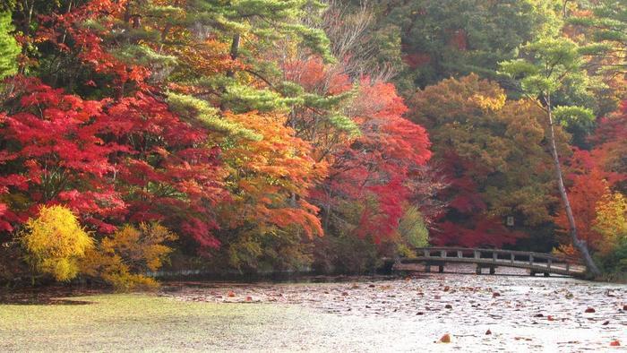 絵画の中にまぎれ込む、圧巻の紅葉【神戸市立森林植物園】