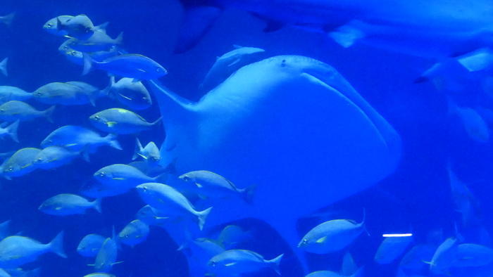 【石川県】リニューアルした「のとじま水族館」の見どころをまとめました！