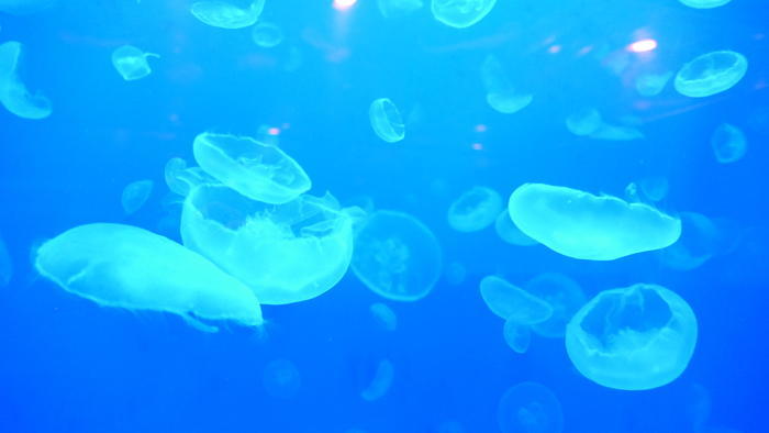 【石川県】リニューアルした「のとじま水族館」の見どころをまとめました！