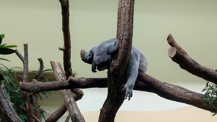 【オーストリア】皇帝が作った世界最古の動物園！シェーンブルン動物園を満喫！（初級編）