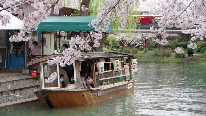 桜の花筏が美しい「伏見十石舟」と酒蔵の街「伏見」