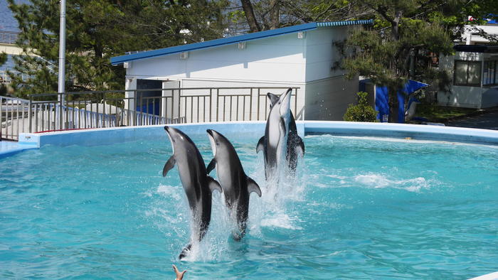 【石川県】リニューアルした「のとじま水族館」の見どころをまとめました！