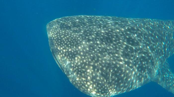 ジンベイザメと泳ぐならココ!マヤの聖地メキシコ・カンクン
