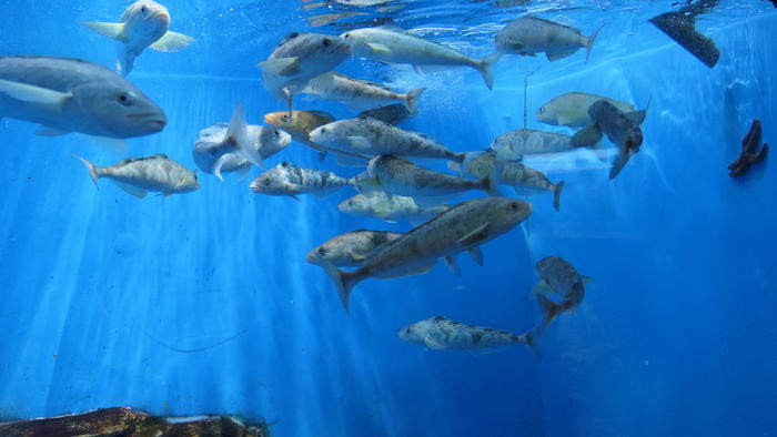 【石川県】リニューアルした「のとじま水族館」の見どころをまとめました！