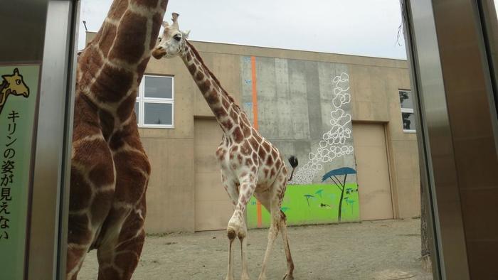 【北海道・旭川】「旭山動物園」の見どころを人気別に徹底解説！もぐもぐタイムは必見！