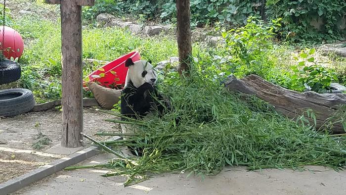 北京動物園のパンダに会いに行ってきた！