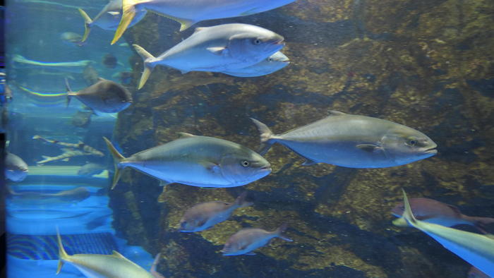 【石川県】リニューアルした「のとじま水族館」の見どころをまとめました！