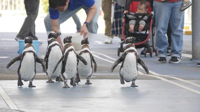 【石川県】リニューアルした「のとじま水族館」の見どころをまとめました！