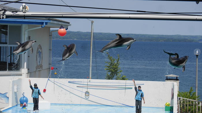 【石川県】リニューアルした「のとじま水族館」の見どころをまとめました！