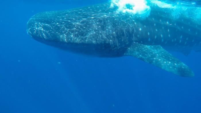 ジンベイザメと泳ぐならココ!マヤの聖地メキシコ・カンクン