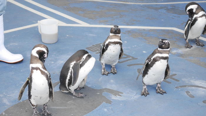 【石川県】リニューアルした「のとじま水族館」の見どころをまとめました！