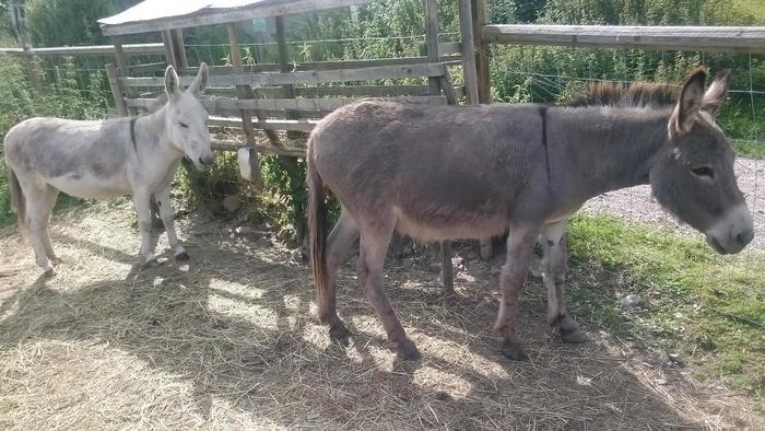 【スウェーデン】可愛い動物たちと美しい自然に触れる!人気の農園カフェ♬