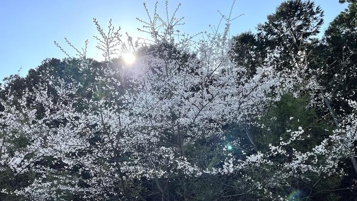 奇跡の光景！吉野山をピンクに染め上げる山桜、来年までに知っておきたい絶景スポット