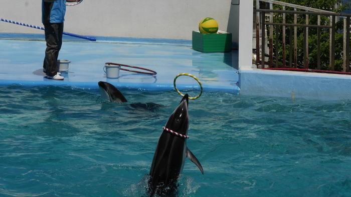 【石川県】リニューアルした「のとじま水族館」の見どころをまとめました！