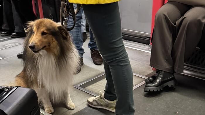 愛犬の国イタリアで子犬を飼いました