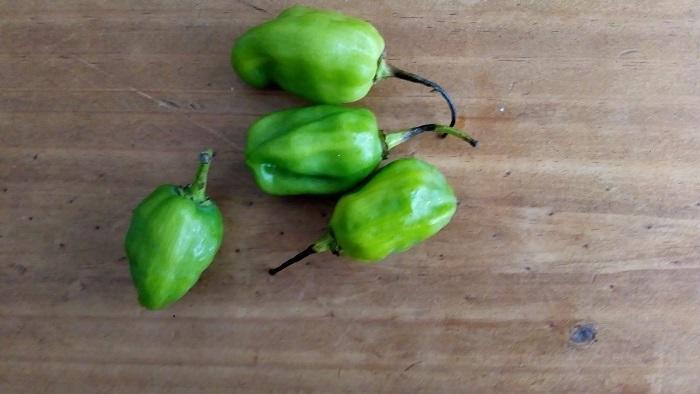 辛すぎ注意!メキシコで食べられる代表的なホットペッパー5つ