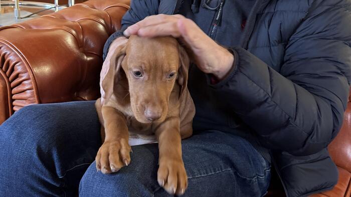 愛犬の国イタリアで子犬を飼いました