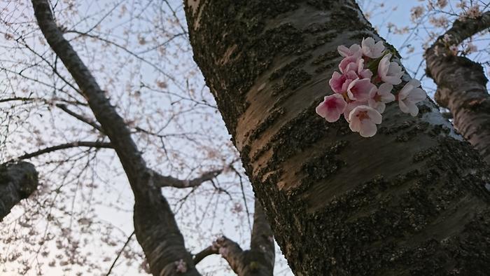 北海道の函館・松前　絶景の桜とお城を求めて＾＾