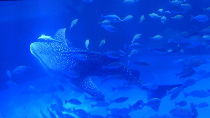 【石川県】リニューアルした「のとじま水族館」の見どころをまとめました！