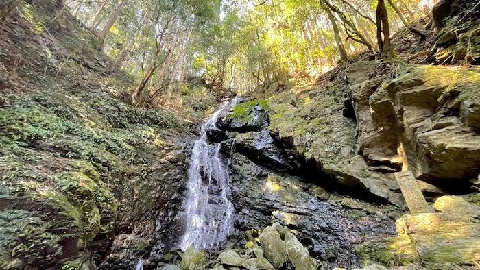 奇跡の光景！吉野山をピンクに染め上げる山桜、来年までに知っておきたい絶景スポット