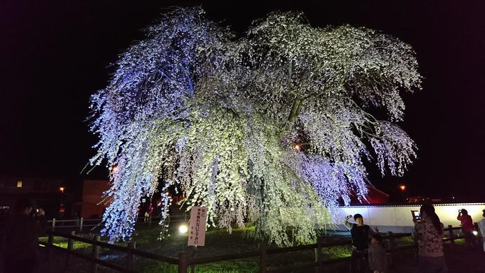 北海道の函館・松前　絶景の桜とお城を求めて＾＾