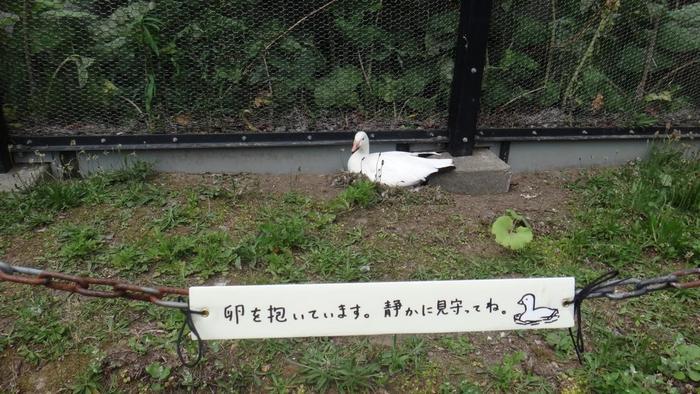 【北海道・旭川】「旭山動物園」の見どころを人気別に徹底解説！もぐもぐタイムは必見！