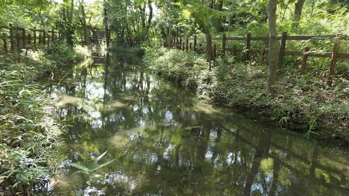 【京都】人の縁を結ぶ下鴨神社！見どころ・ご利益・お守りなどを徹底取材