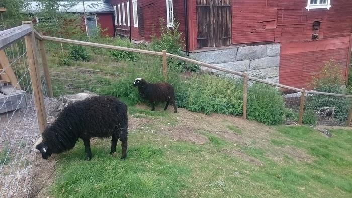 【スウェーデン】可愛い動物たちと美しい自然に触れる!人気の農園カフェ♬