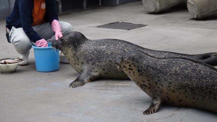 【北海道・旭川】「旭山動物園」の見どころを人気別に徹底解説！もぐもぐタイムは必見！