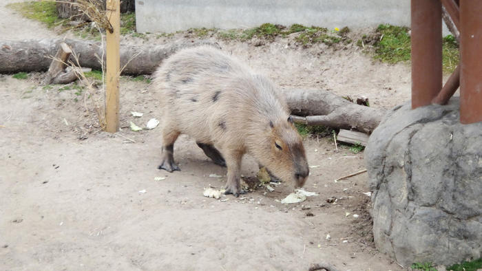 【北海道・旭川】「旭山動物園」の見どころを人気別に徹底解説！もぐもぐタイムは必見！