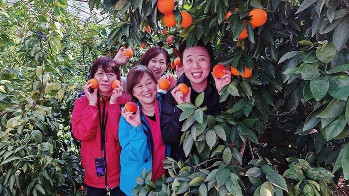 野菜や果物から始まる野菜ソムリエ的旅の組み立て方～熊本への旅（柑橘）