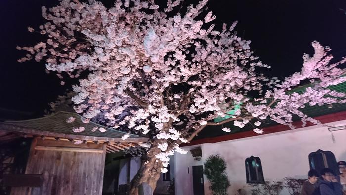 北海道の函館・松前　絶景の桜とお城を求めて＾＾