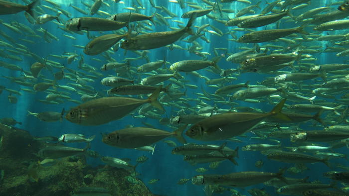 【石川県】リニューアルした「のとじま水族館」の見どころをまとめました！