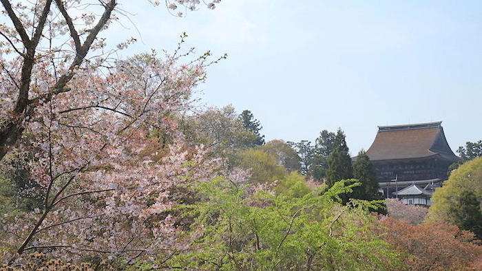 奇跡の光景！吉野山をピンクに染め上げる山桜、来年までに知っておきたい絶景スポット