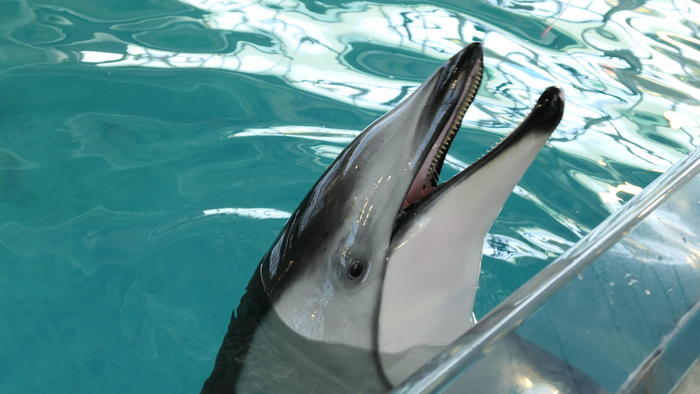 【石川県】リニューアルした「のとじま水族館」の見どころをまとめました！