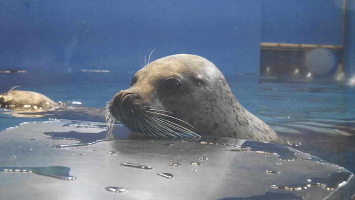 【石川県】リニューアルした「のとじま水族館」の見どころをまとめました！