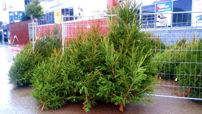 ベラルーシのお正月は、ヨーロッパで最も美しいクリスマスツリーとサンタで新年を迎える！？
