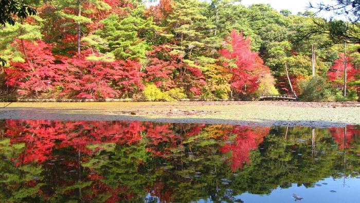 絵画の中にまぎれ込む、圧巻の紅葉【神戸市立森林植物園】