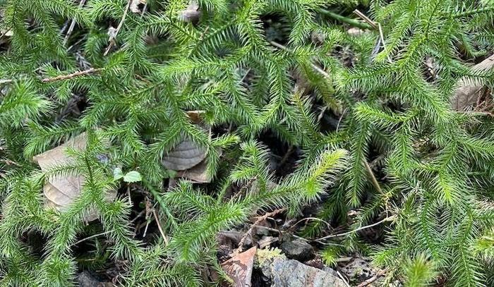 奇跡の光景！吉野山をピンクに染め上げる山桜、来年までに知っておきたい絶景スポット